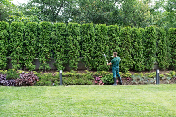 Best Tree Trimming and Pruning  in Chester Center, CT